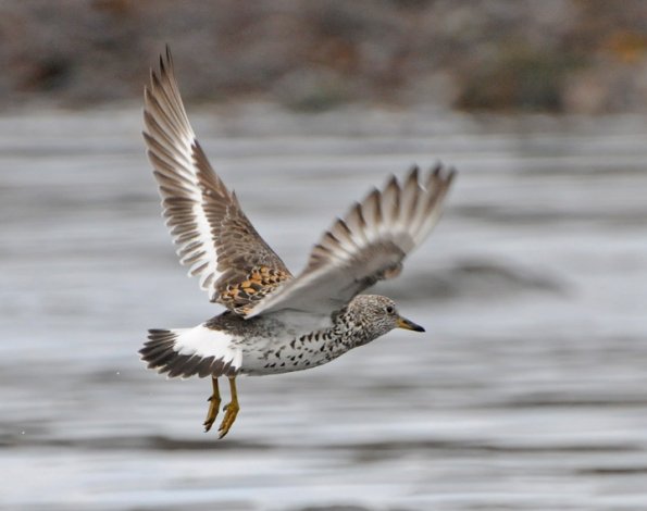 surfbird-in-flight-1