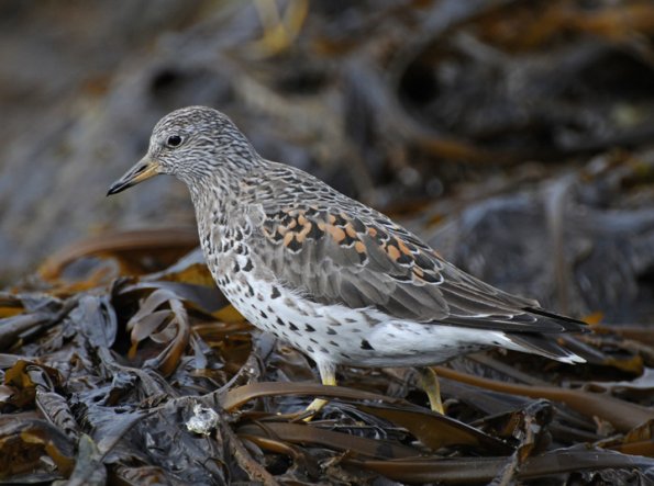 surfbird-portrait-2