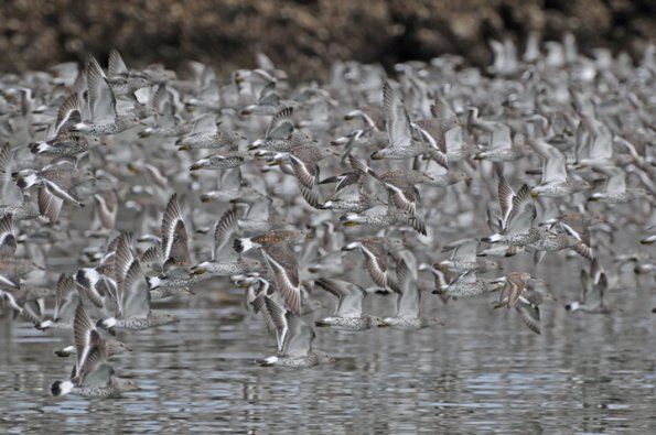 surfbirds-in-flight-2
