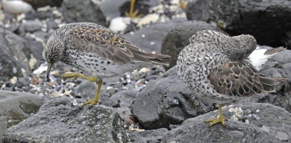 surfbirds-preening