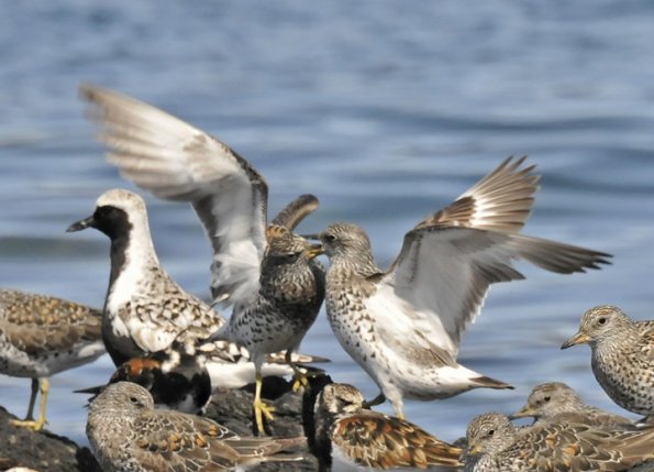 surfbirds-squabbling
