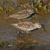 western-and-least-sandpiper