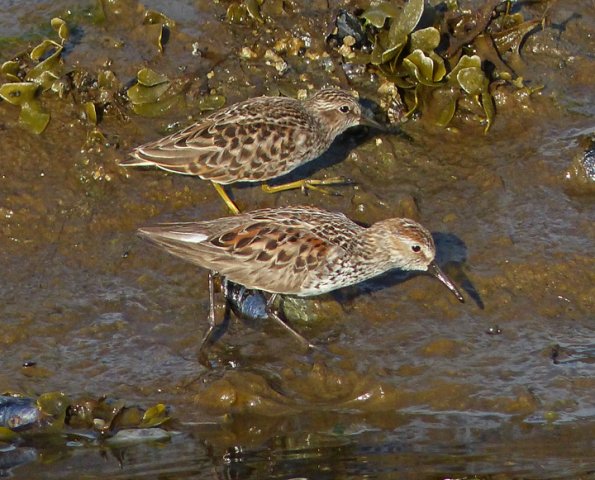western-and-least-sandpiper