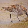 western-sandpiper-feeding