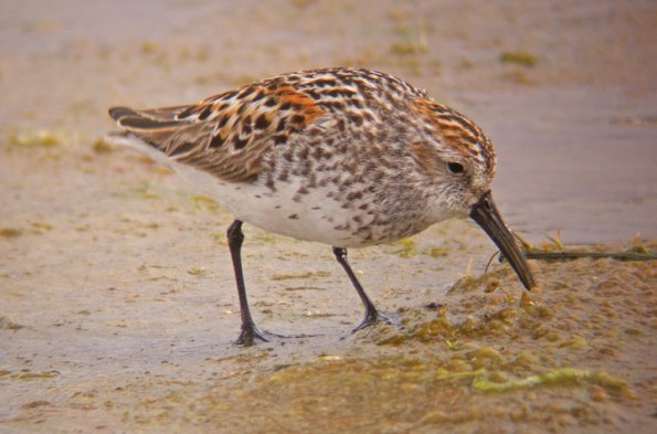 western-sandpiper-feeding