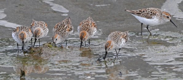 western-sandpipers-feeding