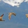 whimbrels-in-flight