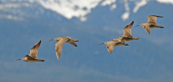 whimbrels-in-flight