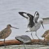 willet-with-wings-raised-washington-october