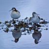 wilson-s-phalaropes-in-juneau