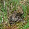 wilson-s-snipe-on-nest
