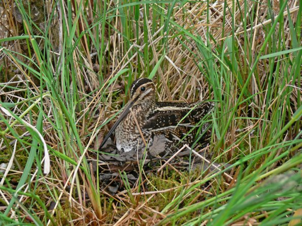 wilson-s-snipe-on-nest