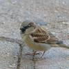 House-Sparrow-2