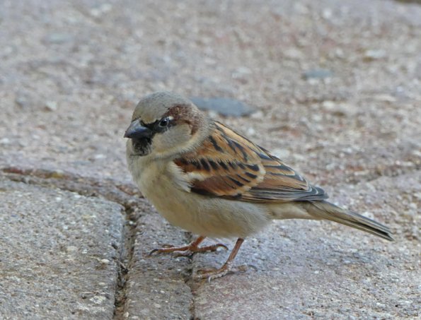 House-Sparrow-2