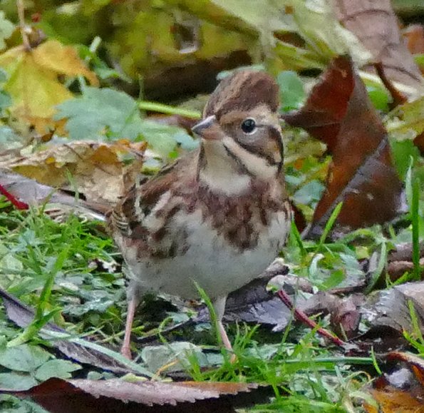 Rustic-Bunting-front-view