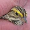 Savannah-Sparrow-2-