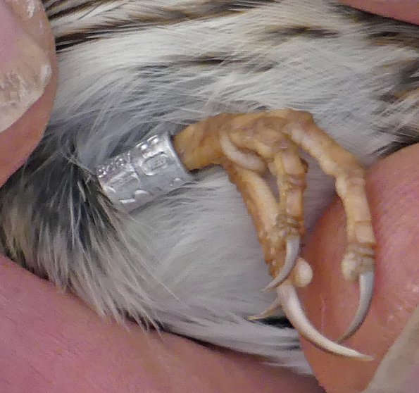 Savannah-Sparrow-banded