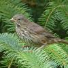 Song-Sparrow-juvenile-July-15-2015