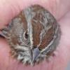 Song-Sparrow