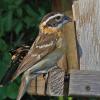 black-headed-grosbeak-female