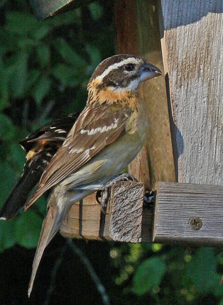 black-headed-grosbeak-female