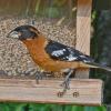 black-headed-grosbeak-male