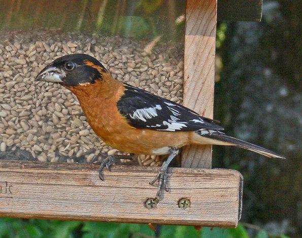 black-headed-grosbeak-male