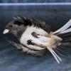dark-eyed-junco-in-flight