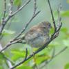 dark-eyed-junco-juvenile_1406858968