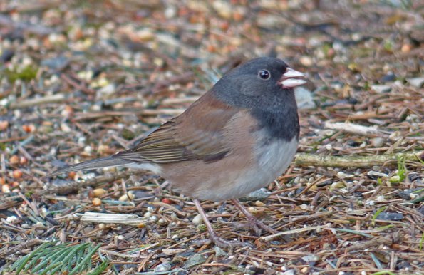 dark-eyed-junco-oregon-at-12-fps