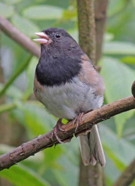dark-eyed-junco-oregon-subspecies-male-singing