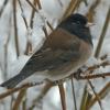 dark-eyed-junco-oregon-subspecies-male