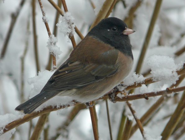 dark-eyed-junco-oregon-subspecies-male