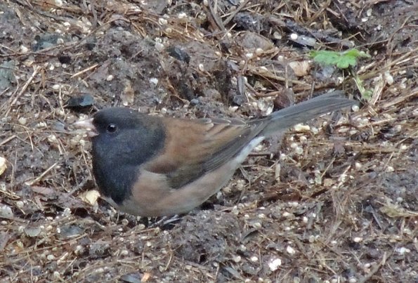 dark-eyed-junco-oregon-subspecies
