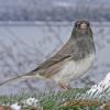 dark-eyed-junco-slate-colored-subspecies_1320886947