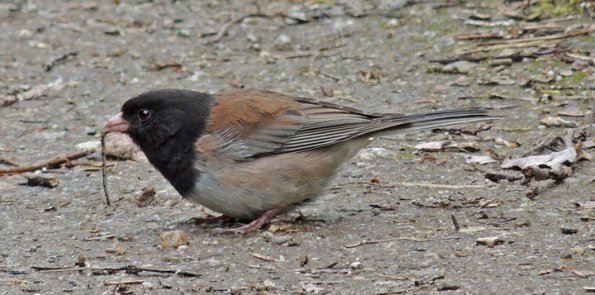 dark-eyed-junco-with-damselfly