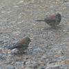 dark-eyed-juncos-juveniles
