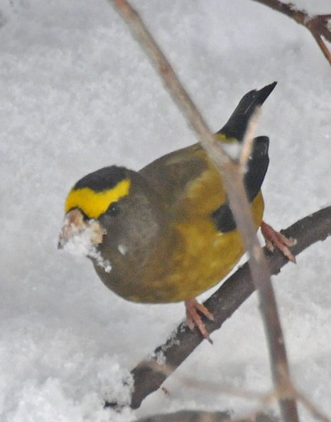 evening-grosbeak-male-eating-snow-juneau