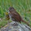 fox-sparrow-adult-singing