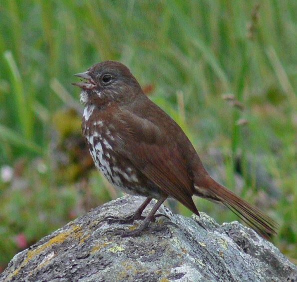fox-sparrow-adult-singing