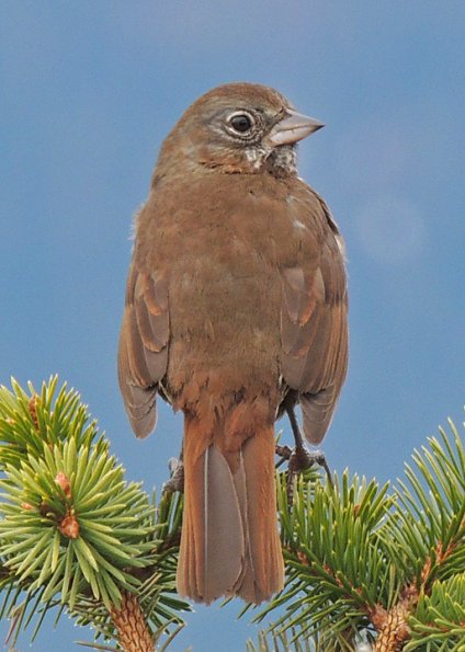 fox-sparrow-in-the-alpine