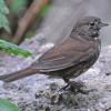 fox-sparrow-portrait-2