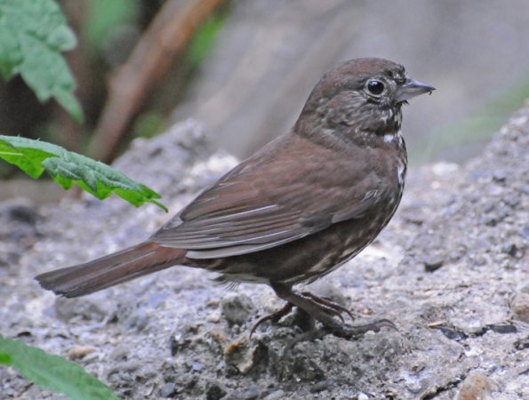 fox-sparrow-portrait-2
