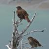 fox-sparrows-in-the-alpine