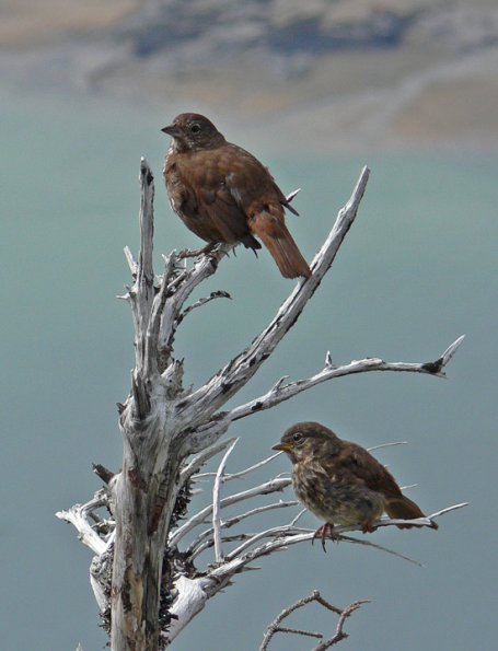 fox-sparrows-in-the-alpine