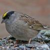 golden-crowned-sparrow-adult-breeding