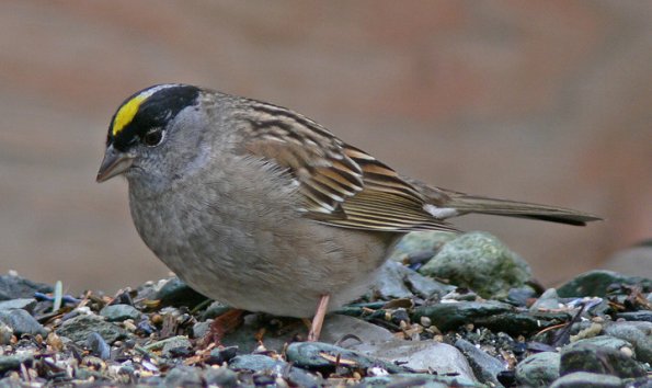 golden-crowned-sparrow-adult-breeding