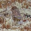 golden-crowned-sparrow-adult-nonbreeding