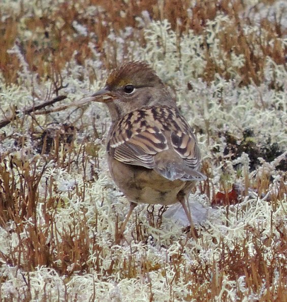 golden-crowned-sparrow-adult-nonbreeding