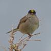 golden-crowned-sparrow-alpine-juneau-july-4-2013